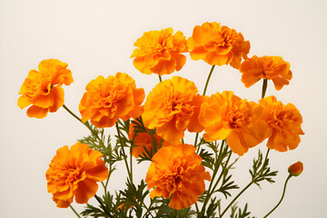 "Vibrant Marigold Blooms with Lush Green Foliage on a Bright White Background" 