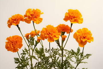 "Vibrant Marigold Blooms with Lush Green Foliage on a Bright White Background" 
