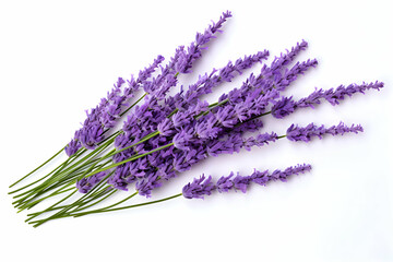 Fresh Lavender Sprigs with Vibrant Purple Blooms and Green Stems on a White Background" 