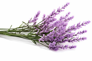 Fresh Lavender Sprigs with Vibrant Purple Blooms and Green Stems on a White Background