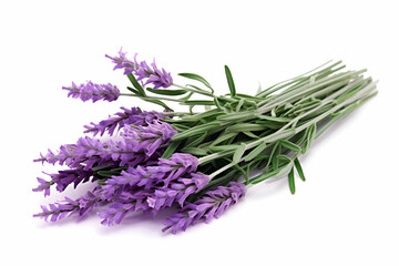 Fresh Lavender Sprigs with Vibrant Purple Blooms and Green Stems on a White Background" 