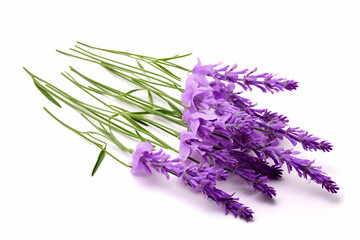 Naklejka premium Fresh Lavender Sprigs with Vibrant Purple Blooms and Green Stems on a White Background