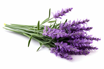 Fototapeta premium Fresh Lavender Sprigs with Vibrant Purple Blooms and Green Stems on a White Background