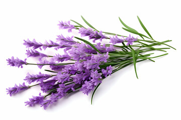 Naklejka premium Fresh Lavender Sprigs with Vibrant Purple Blooms and Green Stems on a White Background