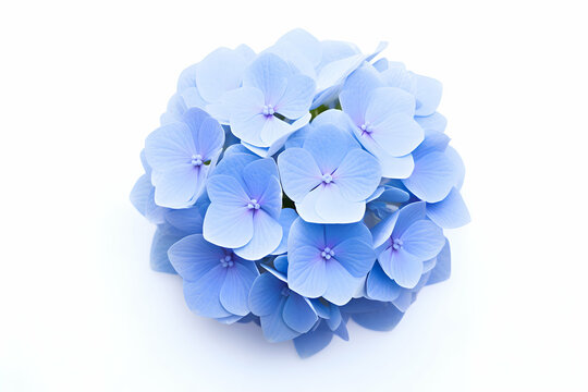 "Bright Blue Hydrangea Cluster with Lush Green Leaves on a White Background" 