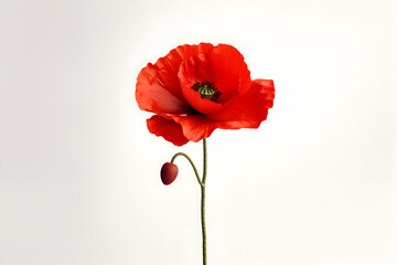 Obraz premium Striking Red Poppy Flower with a Single Bud on a Minimalist White Background