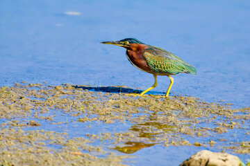 Green Heron at the pond