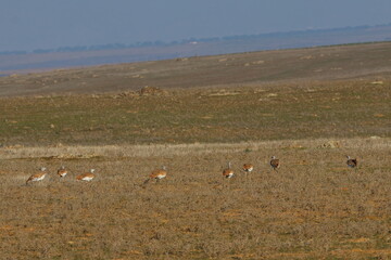 great bustard