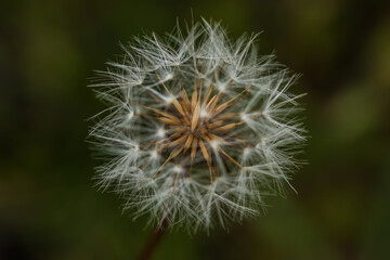 dandelion seeds close up in overcast lighting