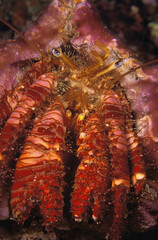 Closeup Of Hermit Crab