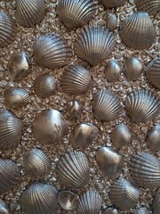 seashells on the beach