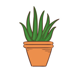Aloe House Plant