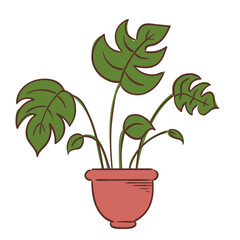 monstera House Plant