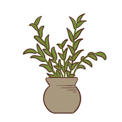 ZZ Plant