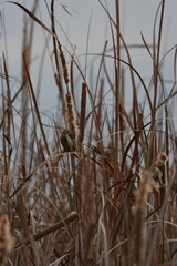 Fototapeta premium penduline tit