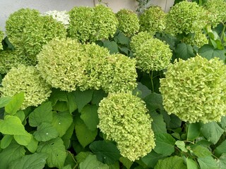 close up of a cabbage
