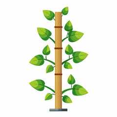 Money plant climber plant stems wrapping