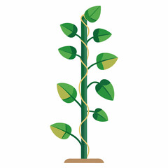 Money plant climber plant stems wrapping