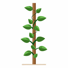 Money plant climber plant stems wrapping