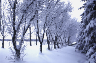 Snow Covered Trees