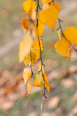 A branch of yellow birch leaves. An autumn background with golden foliage.