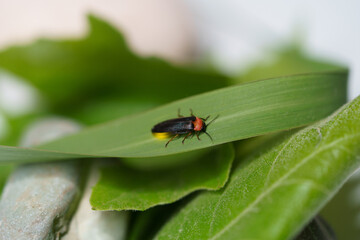 A black firefly beetle, Photinus pyralis, Lampyridae with a bulb moves on green leaves. The concept of nature, light insects