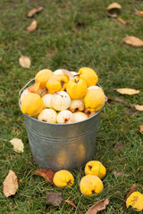 Vintage bucket full of home grown organic ripe apples and quince. Rural still life