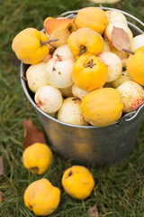 Vintage metal bucket full of home grown organic ripe apples and quince