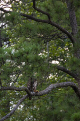 Juvenile Bald Eagle in a tree
