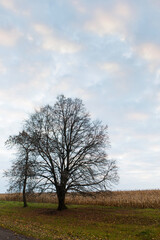 A tree without leaves in late autumn at dawn