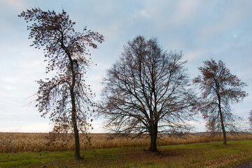 A trees without leaves in late autumn against the background of a cloudy sky