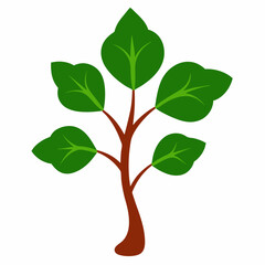 Sacred Fig Vector Art Design