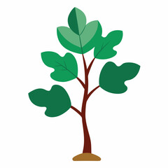 Obraz premium Sacred Fig Vector Art Design