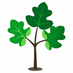 Obraz premium Sacred Fig Vector Art Design