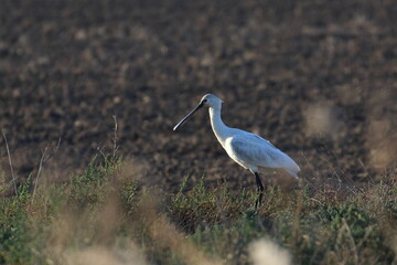 spoonbill