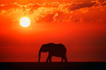 Fototapeta premium Elephant Silhouette