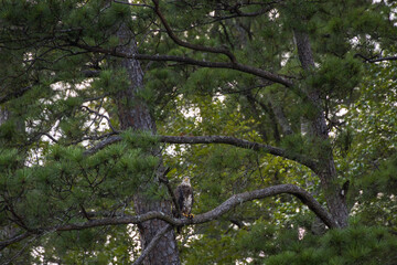 Juvenile Bald Eagle in a tree
