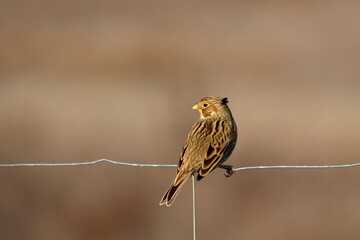 corn bunting