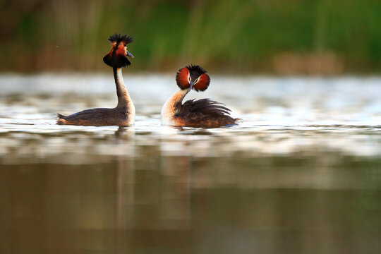 Pair of Great crested grebes in courtship display on water