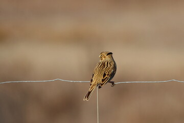 corn bunting