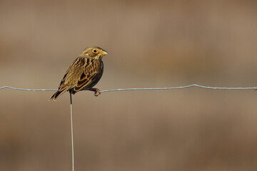 corn bunting