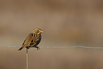 corn bunting