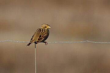 corn bunting