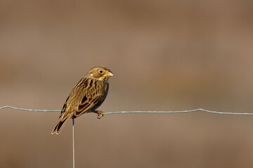 corn bunting