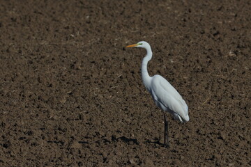 egret