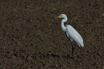 egret