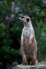 Suricate. Meerkat in observation position on top of a rock. Wild animal. Carnivorous mammal of the Herpestidae family. Meercat, suricata.