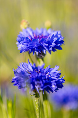 2 blooming cornflowers (Cyanus segetum) known as bachelor's button with blue petals in warm morning sunlight, macro close up, Colorful meadow in Sauerland with selective focus and blurred background.