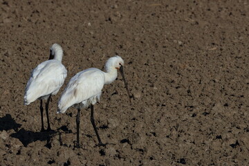 spoonbill