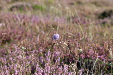 Cornflower in the heath